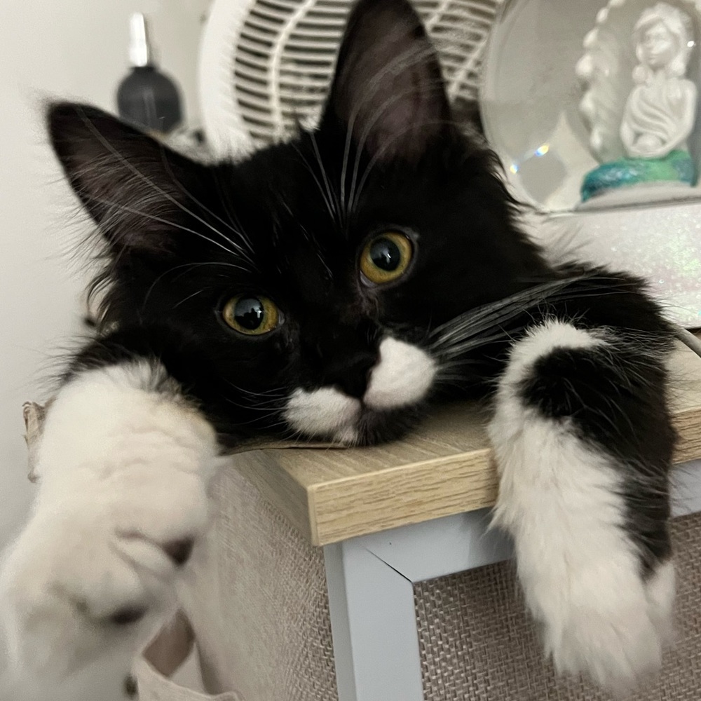 Hi Everyone!